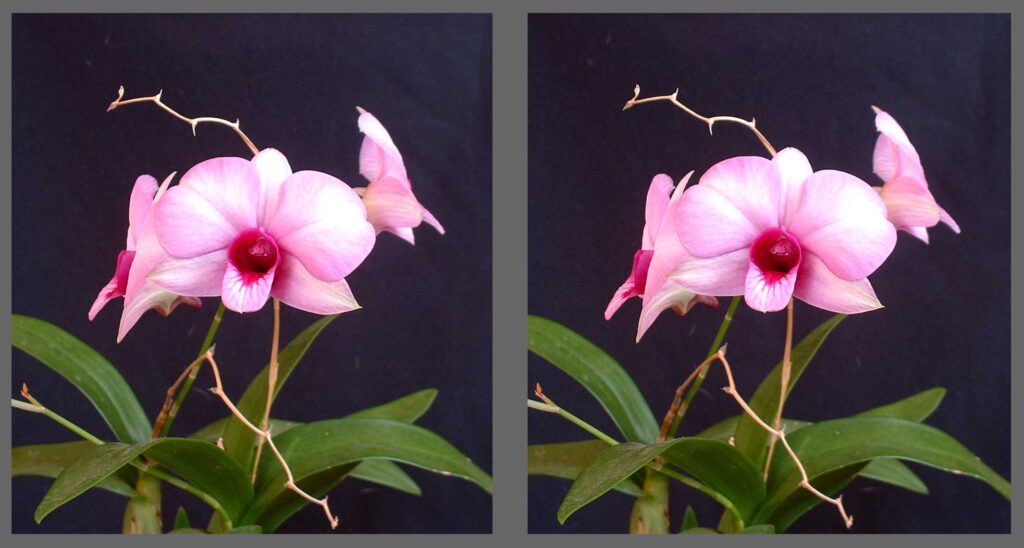 Stereo Photo - Dendrobium orchid - Cross-eyed viewing method