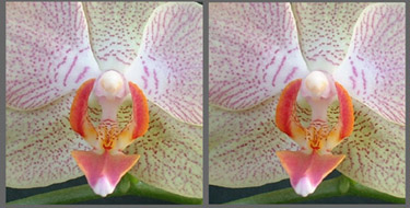 Stereo photo - Phalaenopsis orchid - Parallel viewing method